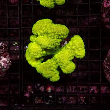 Pocillopora damicornis vert 7-10 cm